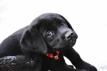 Closeup of cute black Labrador retriever puppy with red collar on white background