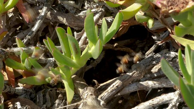 Bees entering and leaving frantically at the entrance to a natural hive built among natural bushes. 4K footage