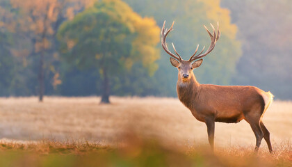 Naklejka na ściany i meble banner with red deer stag in the autumn field noble deer male beautiful animal in the nature habitat wildlife scene wild nature landscape wallpaper beautiful fall background with copy space