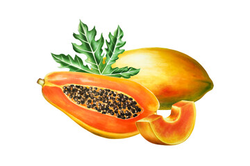 Watercolor sweet ripe composition with slice, half papaya and leafs. Hand drawn realistic tasty...