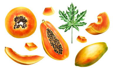 Watercolor sweet ripe composition with slice, half papaya, melon, mango and leafs. Hand drawn...