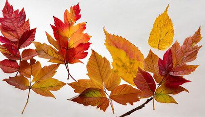 autumn leaves isolated on white background