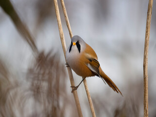Bearded reedling or Bearded tit, Panurus biarmicus