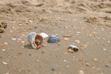 crab on the sand crab skin in the sun under the sun