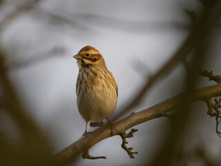 Reed bunting, Emberiza schoeniclus