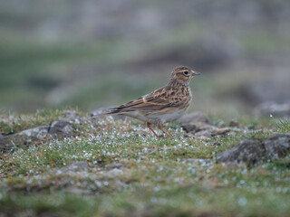 Skylark, Alauda arvensis