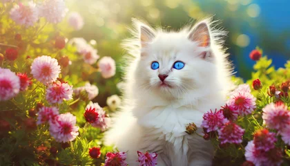 Tuinposter cute white fluffy kitten of the turkish angora or ragdoll breed cat with beautiful blue eyes in sunny day background with pet and flowers spring concept © Emanuel