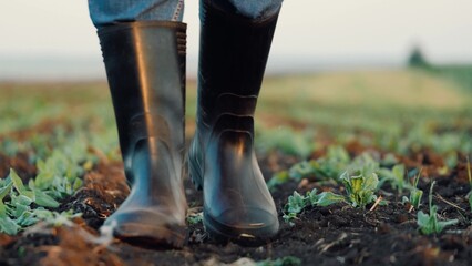 Farmer legs in rubber boots walks through field with young plants closeup