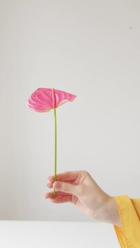 Vertical video of female hand holding pink Painter's-palette flower on white background