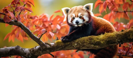 Foto op Plexiglas tranquil park of China nestled among the vibrant greenery stands a magnificent white tree its branches swaying gently crisp breeze A cute red panda adorned with its striking fur scurries al © TheWaterMeloonProjec