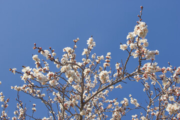 Selective focus of beautiful branches of white blossoms on the tree under blue sky, Beautiful Sakura flowers during spring season in the park, Floral pattern texture, Nature background.