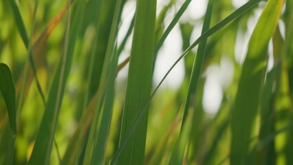 Close-up of green grass on the river bank on a sunny summer morning. The rays of the sun shine into the camera through the green leaves of the reed. High quality 4k footage