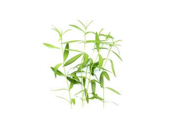 Fototapeta na wymiar Fresh tarragon on white background.