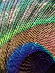Obraz premium Closeup of a beautiful peacock feather - perfect for background