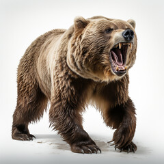 Obraz premium bear in front of a white background