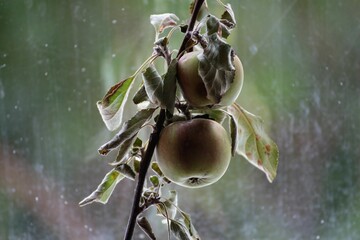 Closeup shot of apples on a brach against a dirty window.