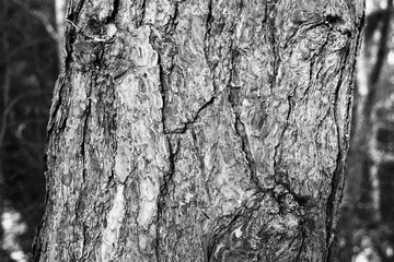 Fototapeta na wymiar Grayscale shot of a texture of a tree bark.