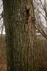 Obraz premium Vertical shot of a dry tree in a forest in a daylight