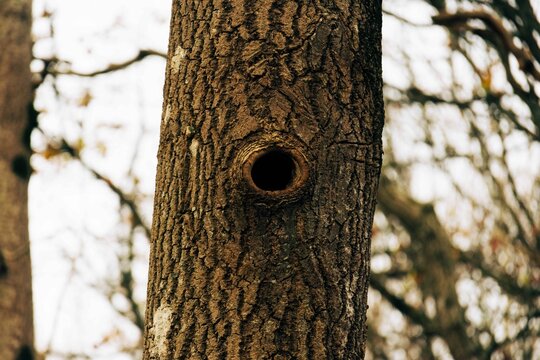 Closeup of a hole in a tree trunk in a forest