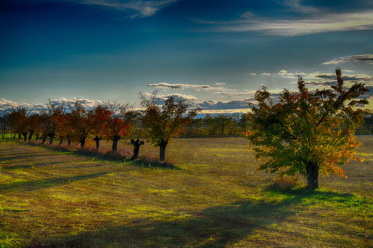 Row of Mulberry trees in a field, San Giuliano Nuovo, Alessandria, Piedmont, Italy