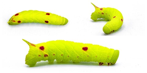 Naklejka premium Small eyed sphinx moth - Paonias myops - caterpillar larva lime green color with red spots or dots. Horned or horn worm silk moth. Isolated on white background three views