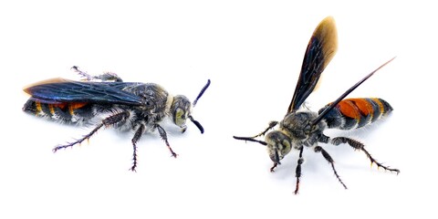 Dielis dorsata - the Caribbean scoliid wasp - female with red orange bands on upper dorsal abdomen. Introduced to Florida to aid in reducing pests in sugar cane agricultural systems Isolated on white