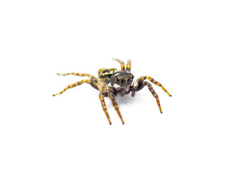 Twin flagged jumping spider - Anasaitis canosa - isolated on white background close up front face view. Cute, small, adorable. named for the bright white markings on its pedipalps that resemble flags