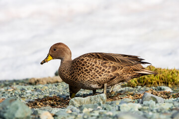 ヒメキバシオナガガモ　サウスジョージア島