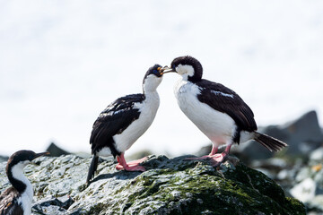 サウスジョージアムナジロヒメウ　サウスジョージア島