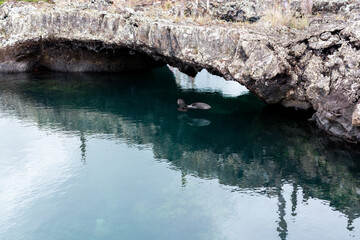 Fototapeta premium Volcanic Gull flying, Galapagos