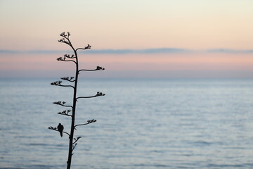 beach sunset with bird silhouette