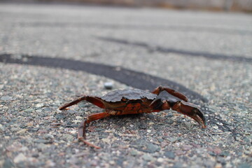 A crab on the road