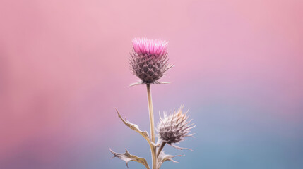 Thistle Natural Colors , Background For Banner, HD
