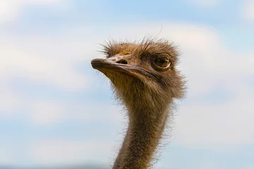 Tragetasche Side view of ostrich looking away © Elena