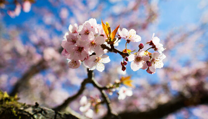 Obraz premium cherry blossoms tree spring ai generated