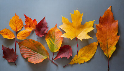 Naklejka na ściany i meble isolated autumn leaves background