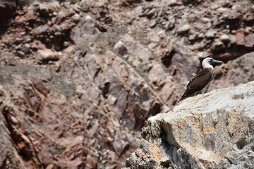 Blue-footed booby (Sula nebouxii) at Islas Ballestas | Peru