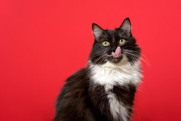 Black and white kitten portrait with tongue out. Red background.