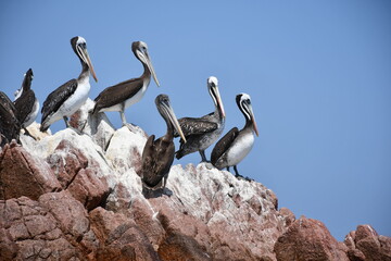 Beautiful Chile pelican (Pelecanus thagus) at Islas Ballestas in Peru