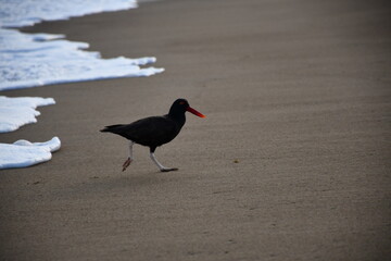 Beautiful South American Oystercatcher  (Haematopus ater) in Peru