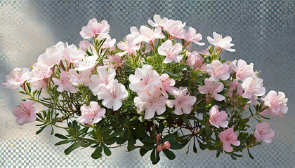 bush of delicate light pink flowers png file of isolated cutout object with shadow on transparent background