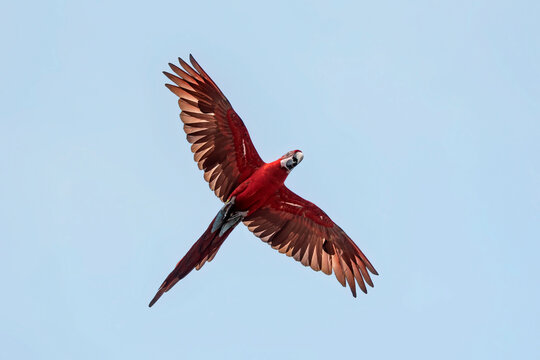 Low angle view of a macaw in flight, Indonesia