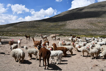 Alpaca herd in Peru