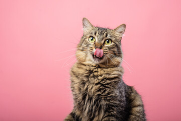 Portrait of tabby kitten with tongue out. Pink background.