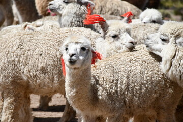 Alpaca herd in Peru