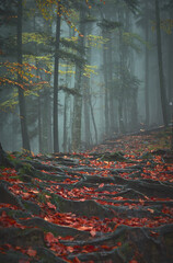 landscape with fog in the autumn forest