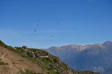Condors in Colca Canyon - Valley of condors in Peru