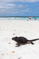 Large Iguana coming ashore, Galapagos