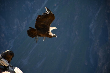 Condors in Colca Canyon - Valley of condors in Peru