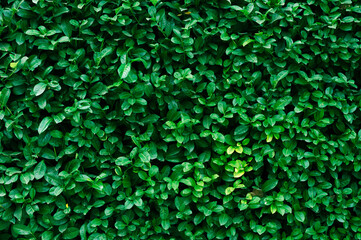 Green bush hedge wall horizontal background with fresh leaves.